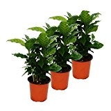 Kaffee Pflanze (Coffea arabica) 3 Pflanzen - Zimmerpflanze