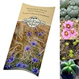 Kakteen-Saatgut Set: "Peyote und San Pedro" je 20 Samen in schöner Geschenk-Verpackung