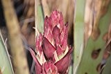 Kakteengarten 1 winterharte Pflanze Yucca baccata / Bananen-Yucca im 1, 5Liter Rosentopf
