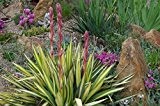 Kakteengarten 1 winterharte Pflanze Yucca filamentosa "Colour Guard / gelbe bunte Gartenpalmlilie Yucca im 15cm Topf