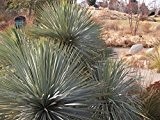 Kakteengarten 1 winterharte Pflanze Yucca rostrata "Sapphir Sky" / Blaublättrige Yucca im 1, 5Liter Rosentopf