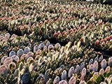 Kakteengarten 12 verschiedene schnell wachsende winterharte Opuntien/ Feigenkaktus im Set -9cm Topf