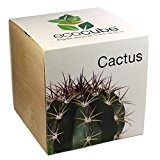 Kaktus im Holzwürfel