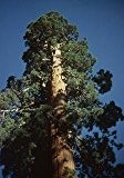 Kalifornischer Mammutbaum im Topf 15 - 30 cm