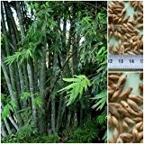 Kalkuttabambus 100 x Samen Dendrocalamus strictus (Eisenbambus)- Bambussamen -