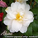 Kamelie 'Akita' - Camellia japonica subsp. rustikana, Altersklasse:4
