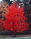 Kanadischer Rotahorn - Acer rubrum - Samen