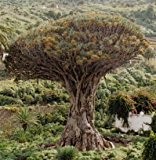 Kanarischer Drachenbaum - Dracaena draco- 10 Samen