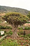 Kanarischer Drachenbaum Dracena draco 5 Samen