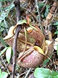 Kannenpflanze -Nepenthes ampullaria- 10 Samen '''Saatgut ist Staubfein'''