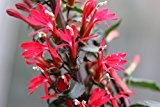Kardinalslobelie (Lobelia cardinalis) Teichpflanzen Teichpflanze