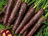 Karotte - Möhre - Purple Haze Hybrid - 100 Samen