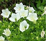 Karpaten Glockenblume Weiß 100 Samen