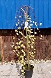 Kätzchenweide 'Pendula' - Salix caprea 'Pendula' - Hängeweide - Sth 100 cm
