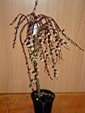 Kätzchenweide Salix caprea Pendula 80 cm Stammhöhe im 5 Liter Pflanzcontainer