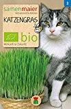 Katzengras | Bio-Katzengrassamen von Samen Maier