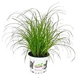 Katzengras - Cyperus alternifolius - 3 Pflanzen - zur Verdauungsunterstützung von Katzen