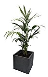 Kentia-Palme ca.60-80cm hoch, 1 Pflanze im Scheurich Topf C-Cube ca. 29x29x27 cm, stony black