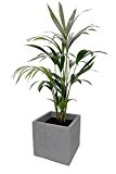 Kentia-Palme ca.60-80cm hoch, 1 Pflanze im
Scheurich Topf C-Cube ca. 29x29x27 cm, stony grey