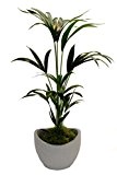 Kentia-Palme ca.60-80cm hoch, 1 Pflanze + Topf Wave Globe, 30 cm, weiß-granit
