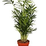 Kentia-Palme ca.60-80cm hoch, 1 Pflanze