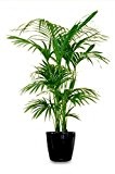 Kentia Palme Howea Forsteriana wunderschöne Zimmerpflanze sehr pflegeleicht 130-150cm Pot Ø 22 cm