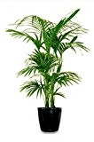 Kentia Palme Howea Forsteriana wunderschöne Zimmerpflanze sehr pflegeleicht 90-110cm Pot Ø 19cm