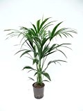 Kentiapalme, Howeia forsteriana, Zimmerpflanze in Hydrokultur, 18/19er Kulturtopf, 90 - 110 cm