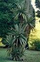 Keulenlilie 10 x Samen - Cordyline australis - Drachenbaum - frosthart -