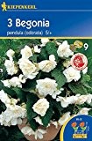 Kiepenkerl Begonia pendula odorata, weiß