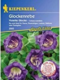 Kiepenkerl Cobaea Glockenrebe Violette Glocke