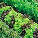 Kings Seeds Salat, gemischt, Gemüse, Pictorial Packet