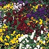 Kings Seeds Stiefmütterchen, Blumen, Winterblumenmischung, Pictorial Packet