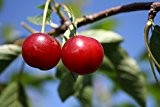 Kirschbaum Boa LH 80 - 100 cm, Kirschen rot, Säulenobst, im Topf, Obstbaum winterhart, Prunus avium