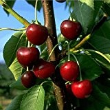 Kirschbaum Große Schwarze LH 120 - 150 cm, Kirschen rot, Halbstamm, sehr stark wachsend, im Topf, Obstbaum winterhart, Prunus avium