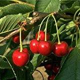 Kirschbaum Hedelfinger Colt LH 120 - 150 cm, Kirschen rot, Busch, sehr stark wachsend, im Topf, Obstbaum winterhart, Prunus avium