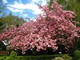 Kirschbaum Kanzan LH 60 - 100 cm, Kirschen rosa, Busch, im Topf, Obstbaum winterhart, Autumnalis Prunus subhirtella