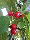 Kirschbaum Sylvia LH 80 - 100 cm, Kirschen rot, Säulenobst, mittelstark wachsend, im Topf, Obstbaum winterhart, Prunus avium