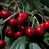Kirschbaum Vanda Colt LH 120 - 150 cm, Kirschen rot, Busch, sehr stark wachsend, im Topf, Obstbaum winterhart, Prunus avium
