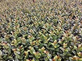 Kirschlorbeer Antonius ® Containerpflanzen 80-100 cm