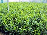 Kirschlorbeer Caucasica - Prunus laurocerasus "Caucasica" Containerpflanzen 60-80 cm