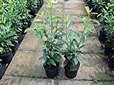 Kirschlorbeer Genolia ® Containerpflanzen 60-80 cm