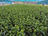 Kirschlorbeer Novita Containerpflanzen 80-100 cm