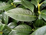 Kirschlorbeer 'Novita' - Prunus laur. 'Novita' - Immergrüne Heckenpflanze