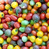 Kirschtomaten 20 Samen 'Regenbogen-Mix' Cherry-Tomate -Alle Farben in einem Paket, klein, aromatisch und süß (Tomato Rainbow)