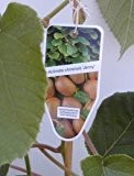 Kiwi selbstfruchtend Actinidia chinensis Jenny -R- 80 cm hoch im 3 Liter Pflanzcontainer