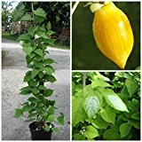 Kiwibeeren- Set: Gelbe Mini- Kiwi Moskau und männliche Pflanze Actinidia polygama 60-80 cm, 3L- Topf