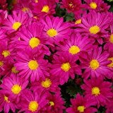 Kleine Blume Daisy Samen importiert Samen Erdbeereis Parfüm Chrysantheme Sioux Tanz 10 Samen vergossen