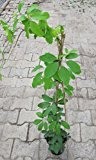 Klettergurke - Akebia Quinata - Schokoladenwein - Schlingpflanze, Schokoladenduft, 40-60 cm