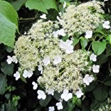 Kletterhortensie (Hydrangea anomala Petiolaris) Kletterpflanze - Weiß & Winterhart - 2 Liter Topf | ClematisOnline Kletterpflanzen & Blumen